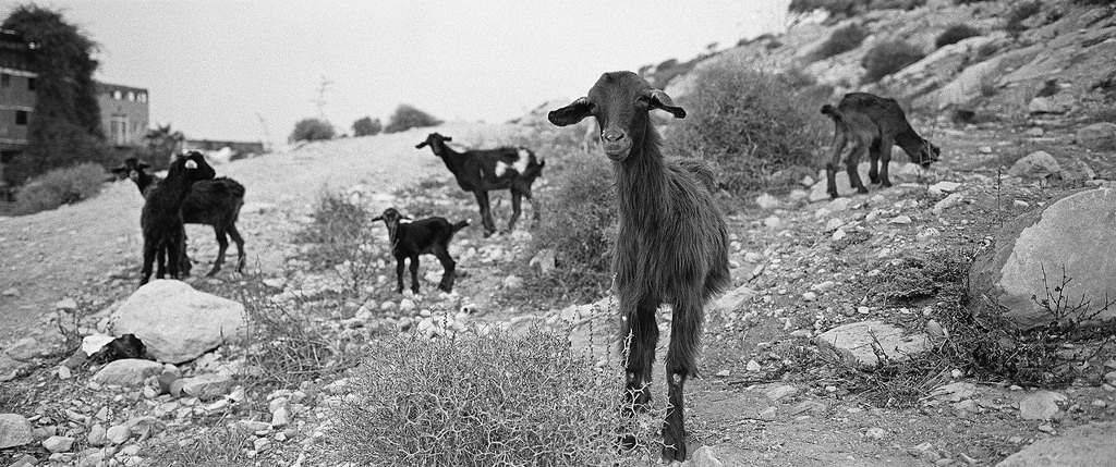 taghazout goats surf trip